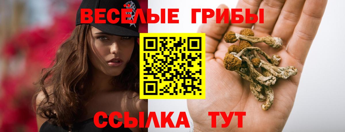 Галлюциногенные грибы Psilocybe Елабуга